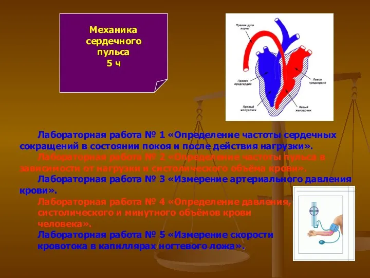 Механика сердечного пульса 5 ч Лабораторная работа № 1 «Определение частоты