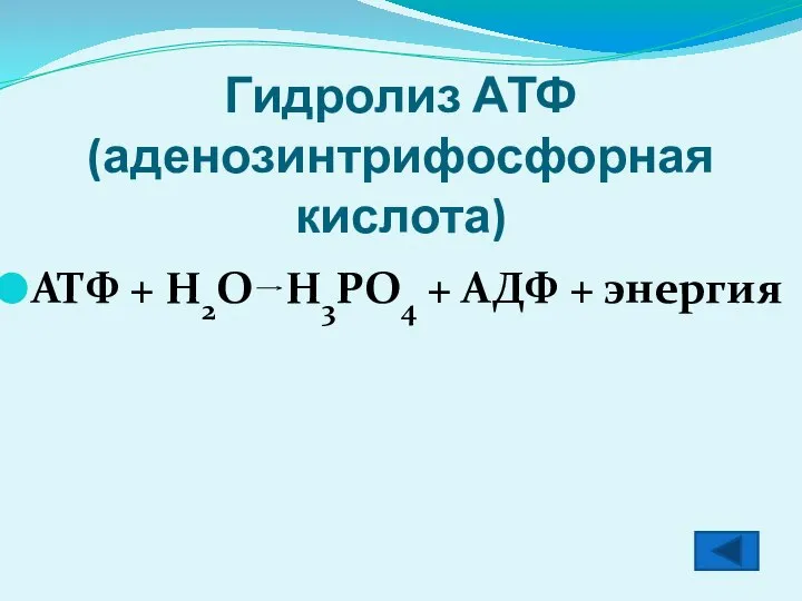 Гидролиз АТФ (аденозинтрифосфорная кислота) АТФ + Н2О Н3РО4 + АДФ + энергия