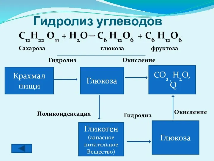 Гидролиз углеводов Крахмал пищи Глюкоза CO2 , H2O, Q Гликоген (запасное