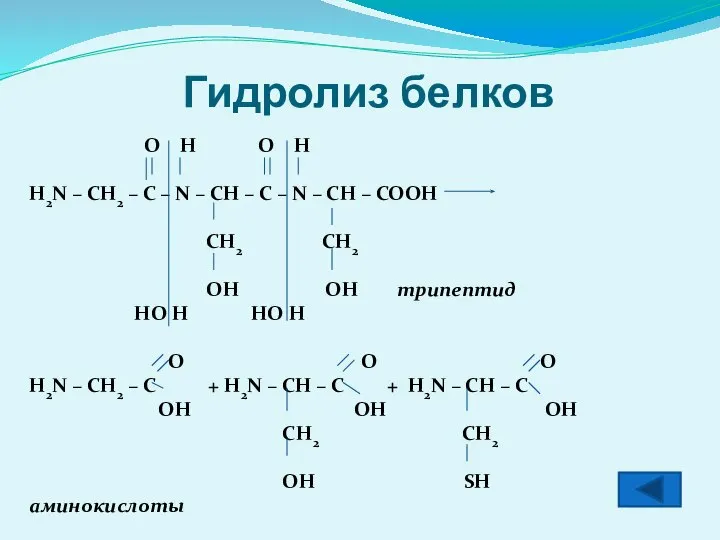 Гидролиз белков O H O H H2N – CH2 – C