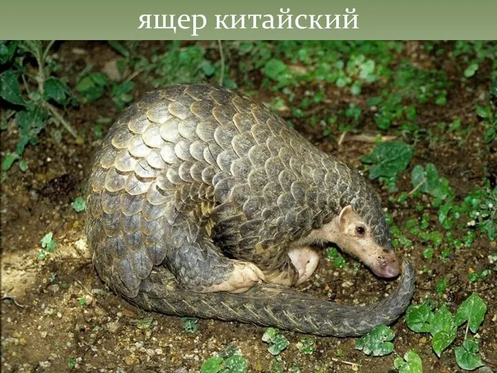 ящер китайский