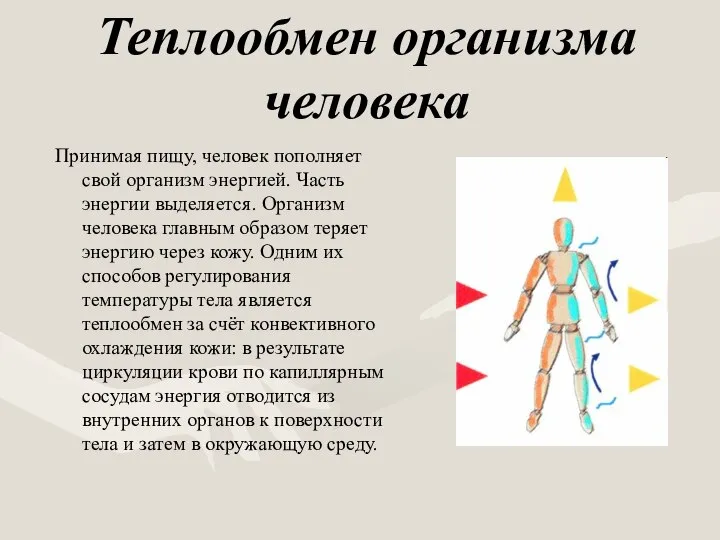 Теплообмен организма человека Принимая пищу, человек пополняет свой организм энергией. Часть