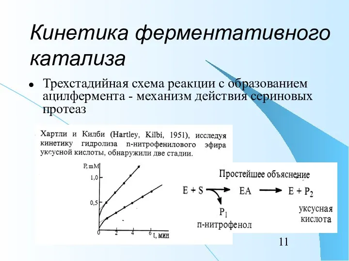 Кинетика ферментативного катализа Трехстадийная схема реакции с образованием ацилфермента - механизм действия сериновых протеаз