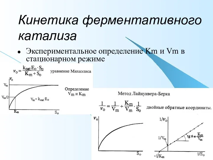 Кинетика ферментативного катализа Экспериментальное определение Km и Vm в стационарном режиме