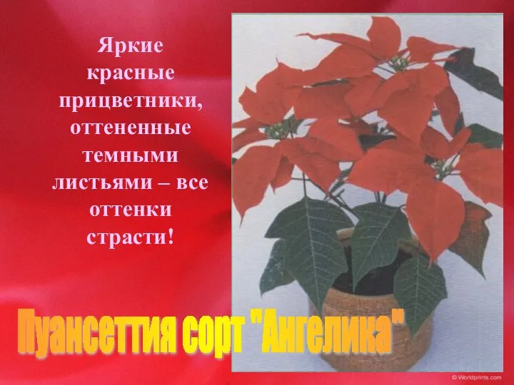 Пуансеттия сорт "Ангелика" Яркие красные прицветники, оттененные темными листьями – все оттенки страсти!