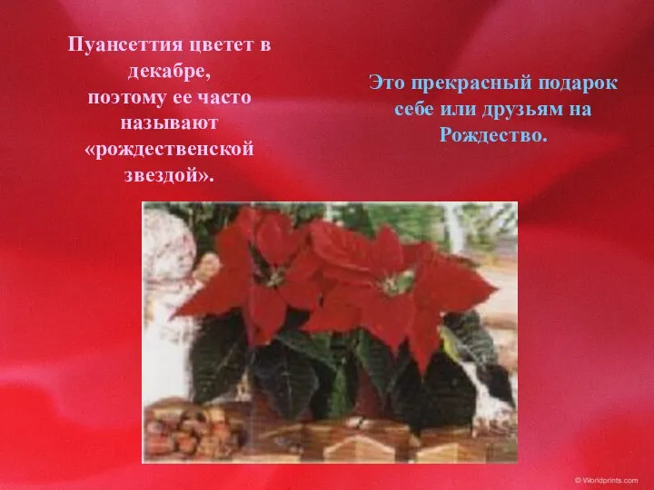 Пуансеттия цветет в декабре, поэтому ее часто называют «рождественской звездой». Это