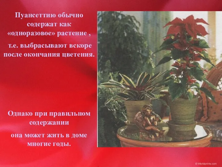 Пуансеттию обычно содержат как «одноразовое» растение , т.е. выбрасывают вскоре после