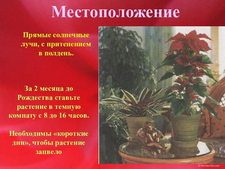 Местоположение Прямые солнечные лучи, с притенением в полдень. За 2 месяца