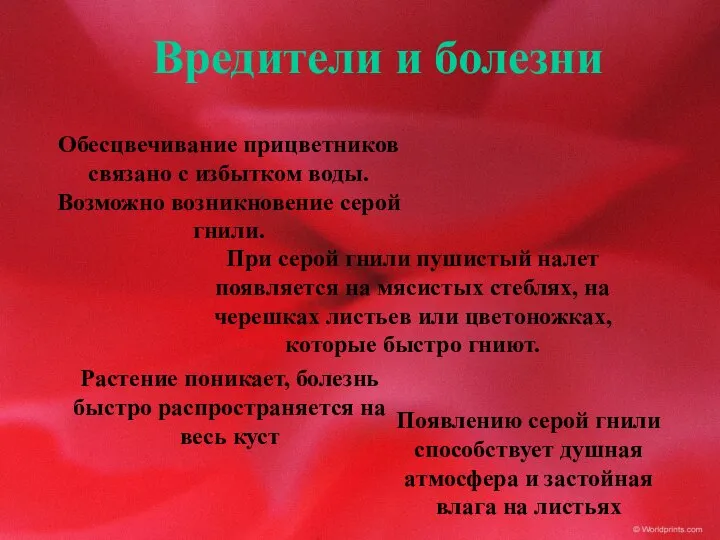 Вредители и болезни Обесцвечивание прицветников связано с избытком воды. Возможно возникновение