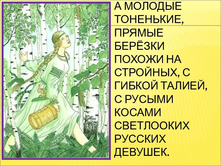 А МОЛОДЫЕ ТОНЕНЬКИЕ, ПРЯМЫЕ БЕРЁЗКИ ПОХОЖИ НА СТРОЙНЫХ, С ГИБКОЙ ТАЛИЕЙ,