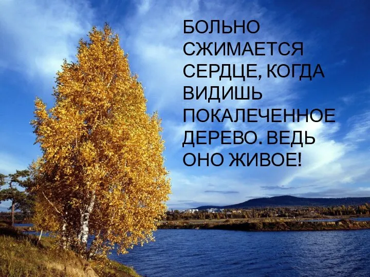 БОЛЬНО СЖИМАЕТСЯ СЕРДЦЕ, КОГДА ВИДИШЬ ПОКАЛЕЧЕННОЕ ДЕРЕВО. ВЕДЬ ОНО ЖИВОЕ!