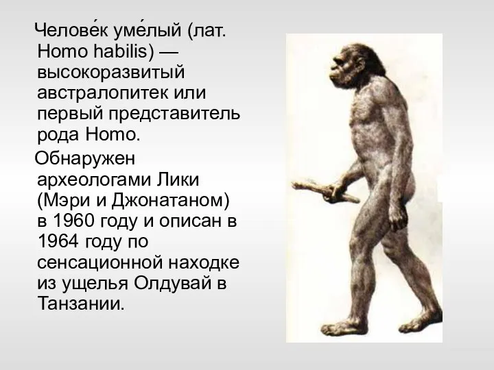 Челове́к уме́лый (лат. Homo habilis) — высокоразвитый австралопитек или первый представитель