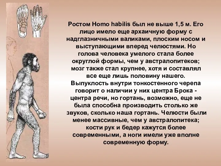 Ростом Homo habilis был не выше 1,5 м. Его лицо имело