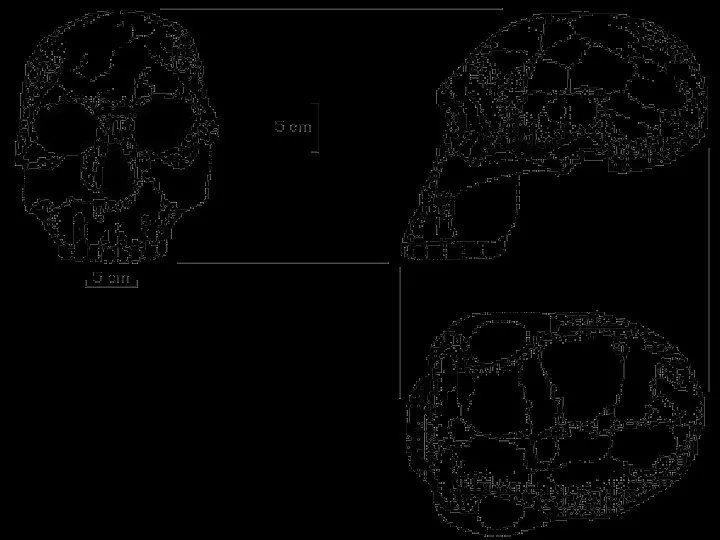 Голова Человека умелого стала более округлой формы, чем у австралопитеков; мозг