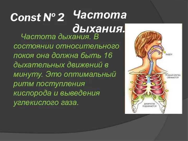 Const № 2 Частота дыхания. В состоянии относительного покоя она должна