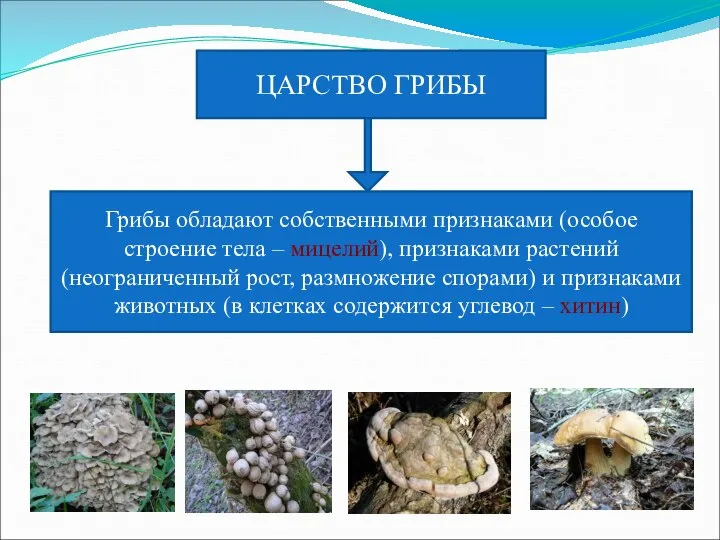 ЦАРСТВО ГРИБЫ Грибы обладают собственными признаками (особое строение тела – мицелий),