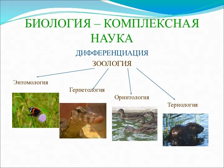 БИОЛОГИЯ – КОМПЛЕКСНАЯ НАУКА ДИФФЕРЕНЦИАЦИЯ ЗООЛОГИЯ Энтомология Герпетология Орнитология Териология