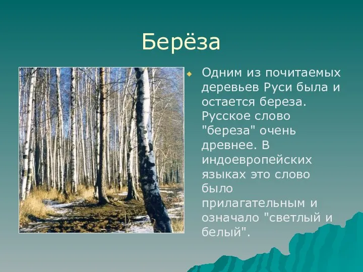 Берёза Одним из почитаемых деревьев Руси была и остается береза. Русское