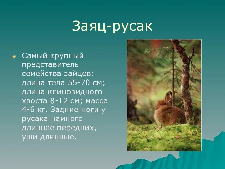 Заяц-русак Самый крупный представитель семейства зайцев: длина тела 55-70 см; длина