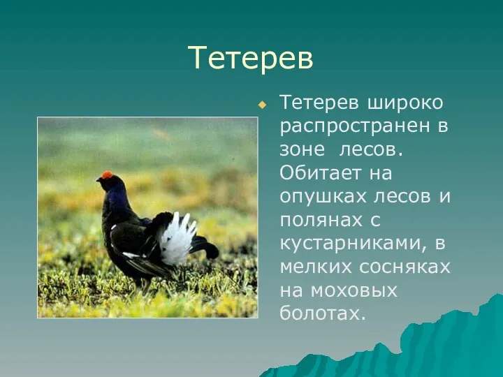 Тетерев Тетерев широко распространен в зоне лесов. Обитает на опушках лесов