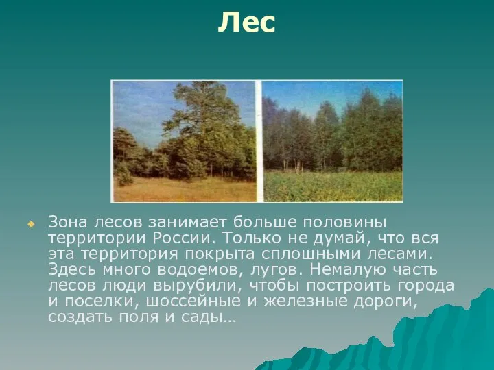 Лес Зона лесов занимает больше половины территории России. Только не думай,