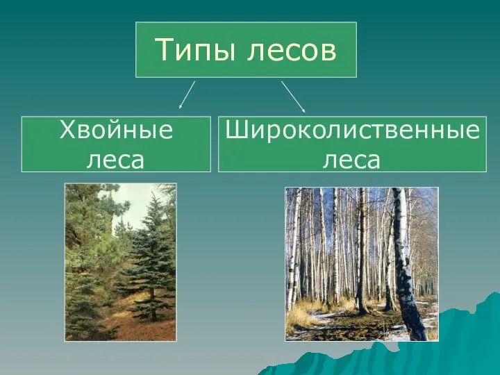 Типы лесов Хвойные леса Широколиственные леса