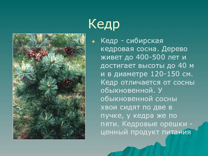 Кедр Кедр - сибирская кедровая сосна. Дерево живет до 400-500 лет