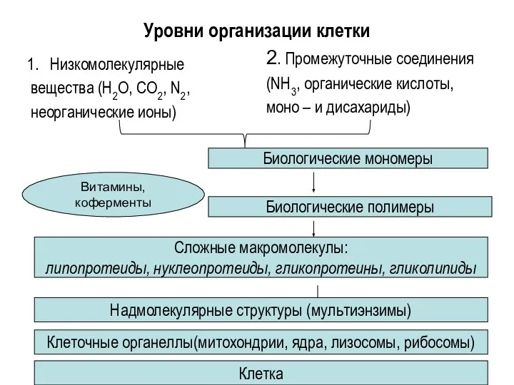 Уровни организации клетки Низкомолекулярные вещества (H2O, CO2, N2, неорганические ионы) 2.