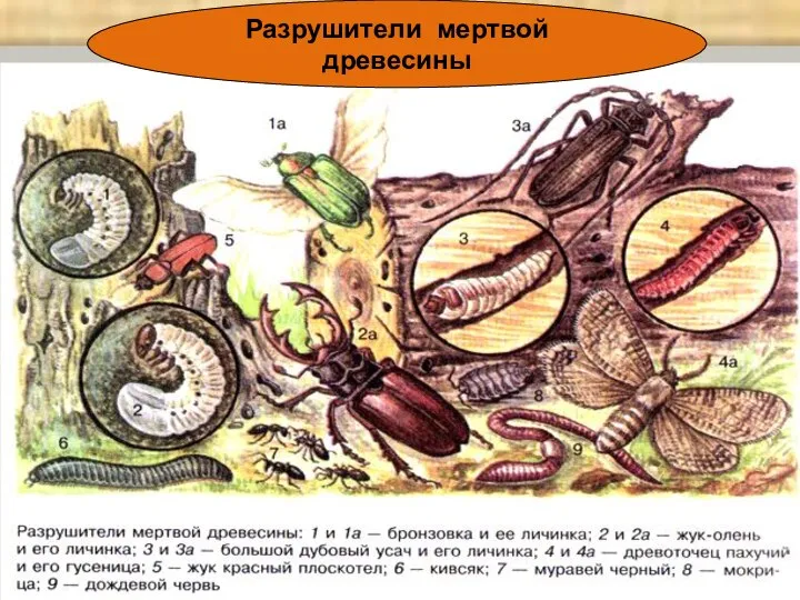 Разрушители мертвой древесины