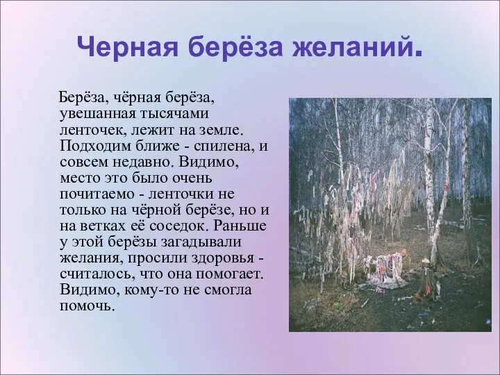 Черная берёза желаний. Берёза, чёрная берёза, увешанная тысячами ленточек, лежит на