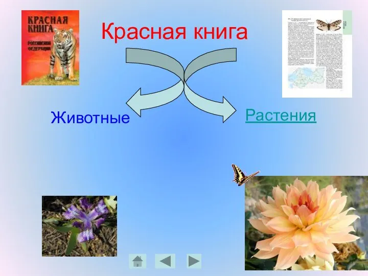 Красная книга Животные Растения