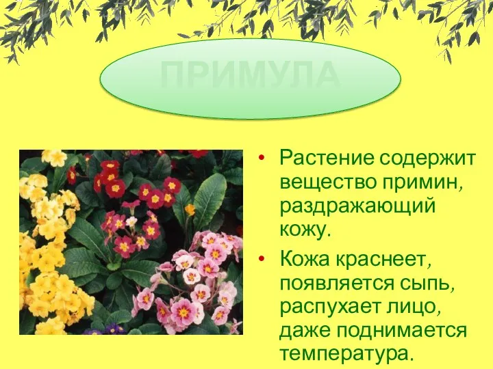 Растение содержит вещество примин, раздражающий кожу. Кожа краснеет, появляется сыпь, распухает лицо, даже поднимается температура. ПРИМУЛА