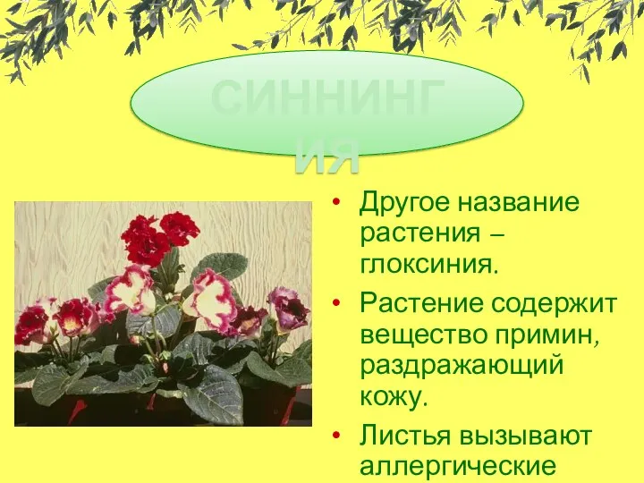 Другое название растения – глоксиния. Растение содержит вещество примин, раздражающий кожу. Листья вызывают аллергические реакции. СИННИНГИЯ