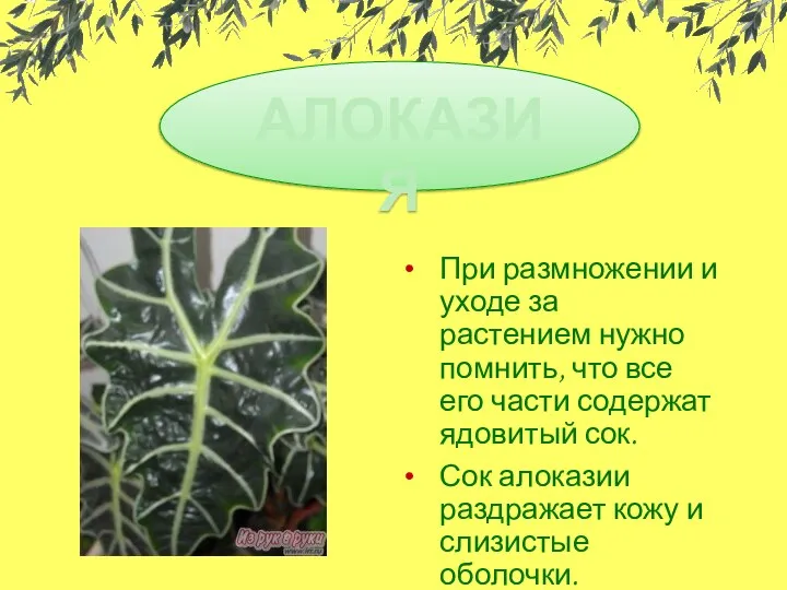 При размножении и уходе за растением нужно помнить, что все его