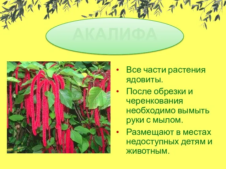 Все части растения ядовиты. После обрезки и черенкования необходимо вымыть руки