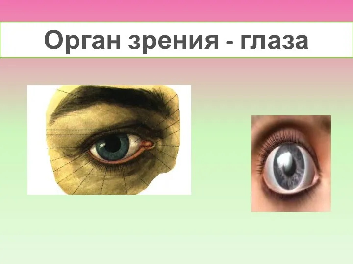 Орган зрения - глаза