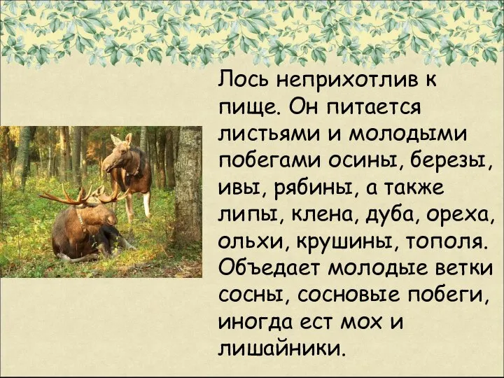 Лось неприхотлив к пище. Он питается листьями и молодыми побегами осины,