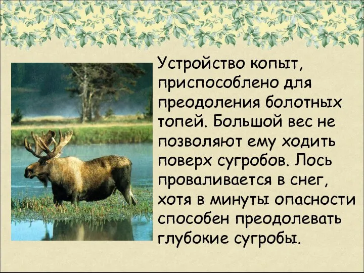 Устройство копыт, приспособлено для преодоления болотных топей. Большой вес не позволяют