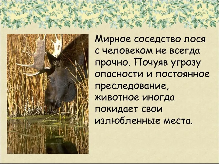 Мирное соседство лося с человеком не всегда прочно. Почуяв угрозу опасности