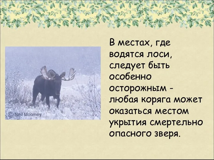 В местах, где водятся лоси, следует быть особенно осторожным - любая