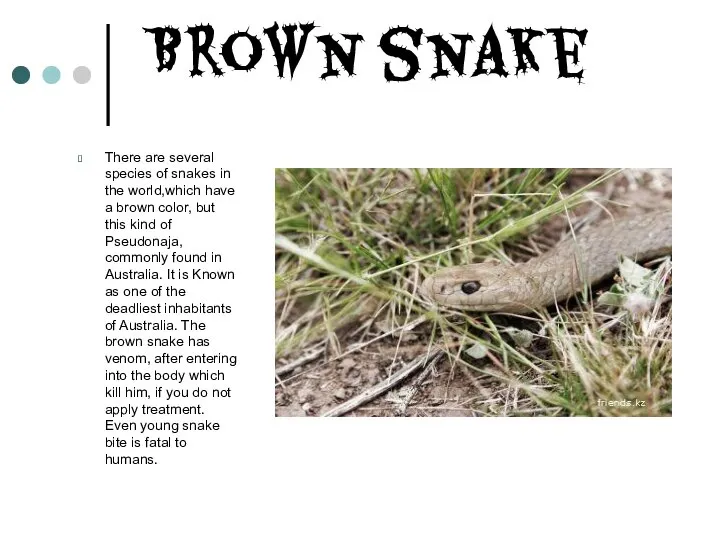 Brown snake There are several species of snakes in the world,which