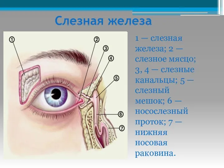 Слезная железа 1 — слезная железа; 2 — слезное мясцо; 3,