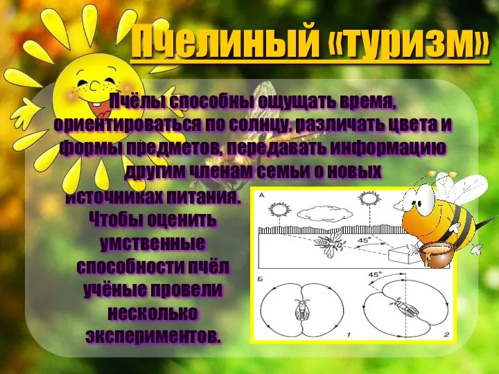 источниках питания. Чтобы оценить умственные способности пчёл учёные провели несколько экспериментов.