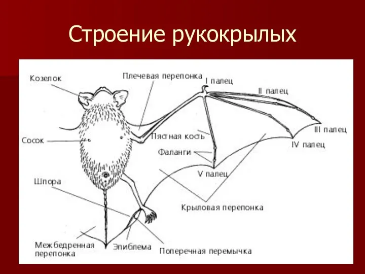 Строение рукокрылых