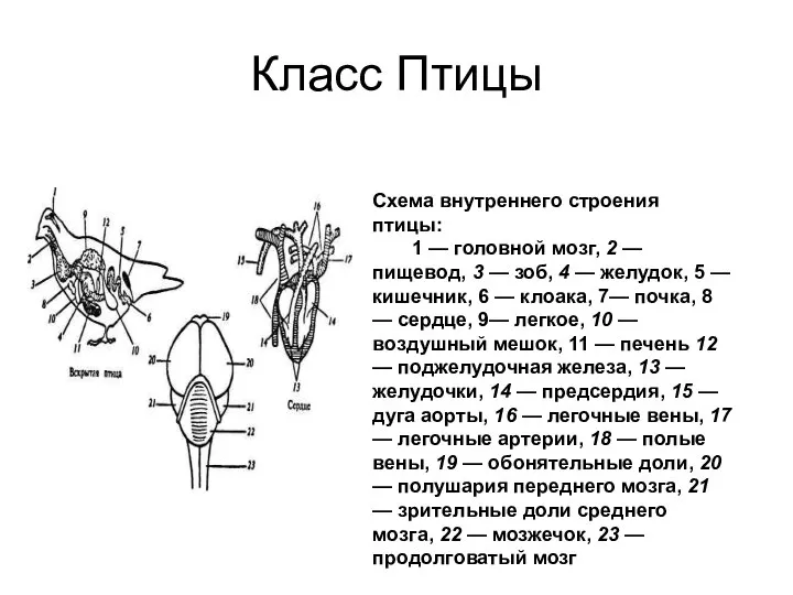 Класс Птицы Схема внутреннего строения птицы: 1 — головной мозг, 2