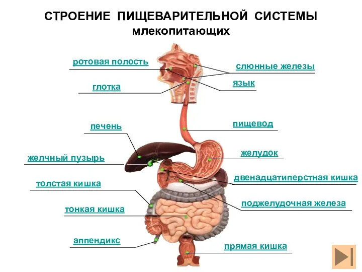 СТРОЕНИЕ ПИЩЕВАРИТЕЛЬНОЙ СИСТЕМЫ млекопитающих прямая кишка поджелудочная железа желудок пищевод аппендикс