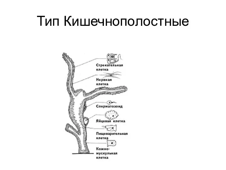 Тип Кишечнополостные