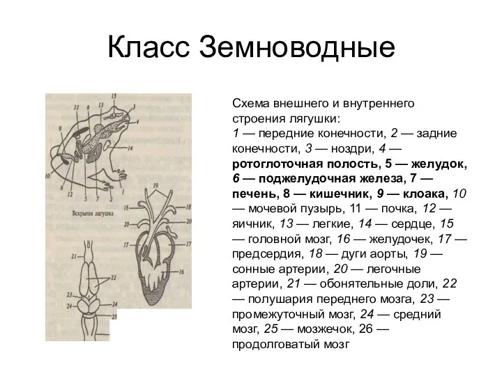 Класс Земноводные Схема внешнего и внутреннего строения лягушки: 1 — передние