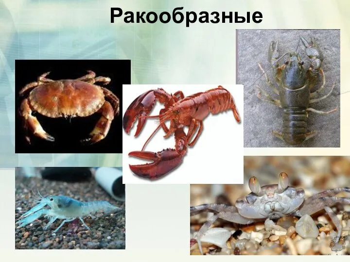 Ракообразные