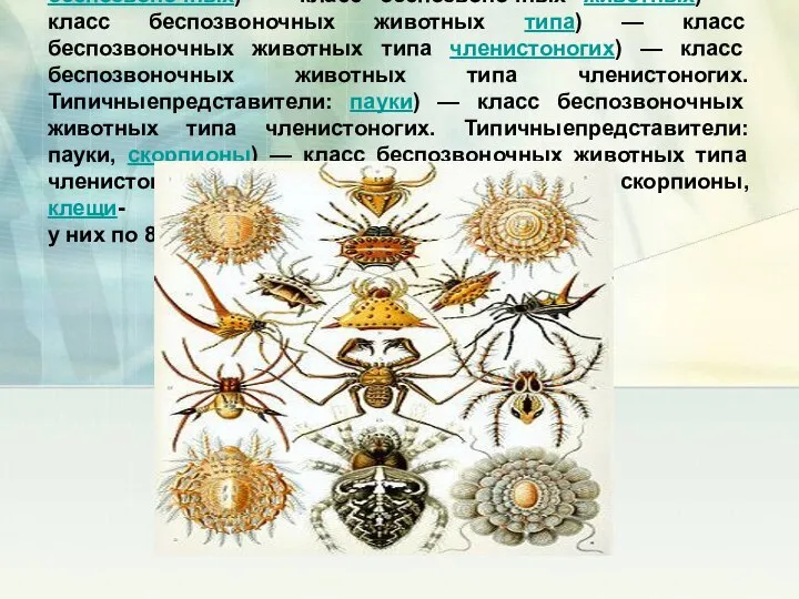 Паукообразные Паукообра́зные (лат. Arachnoidea или Arachnida) — класс беспозвоночных) — класс